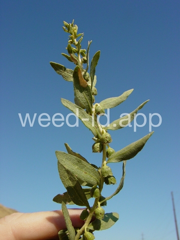 sumpweed, poverty